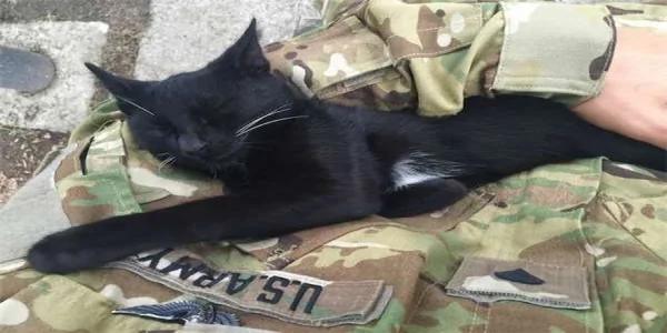 为了掳获美国大兵的心 这只流浪猫撒娇、卖萌、苦苦守候军营外!