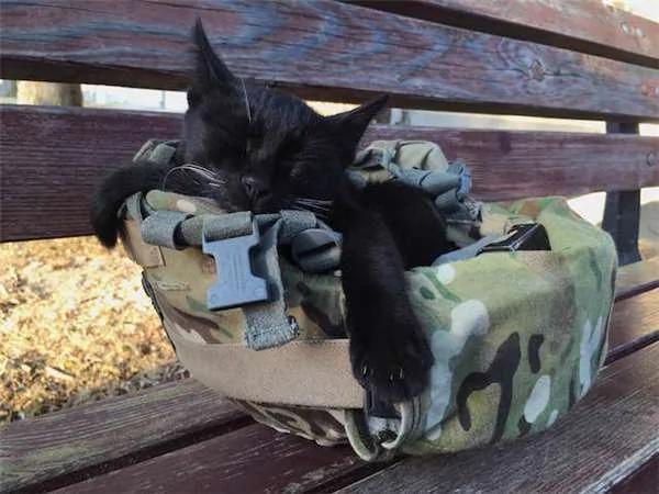 为了掳获美国大兵的心 这只流浪猫撒娇、卖萌、苦苦守候军营外!