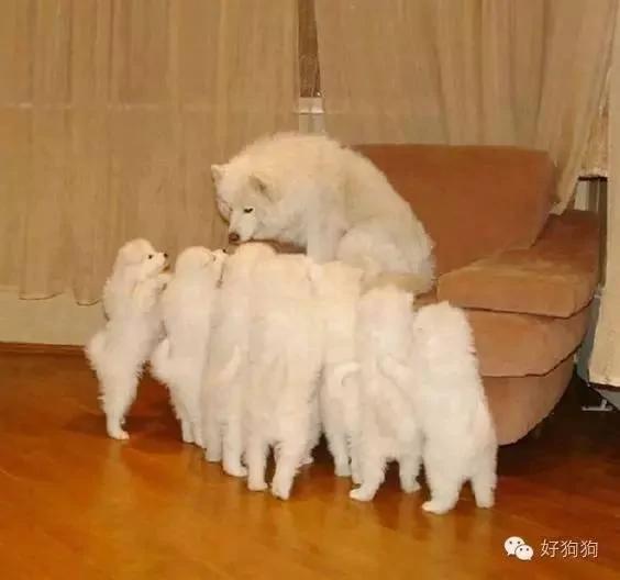 让这些狗狗告诉你什么叫多子多福 看完人都暖和了!