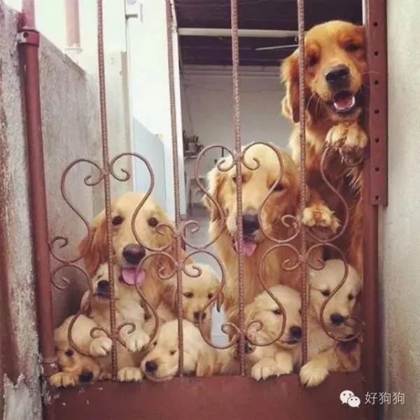 让这些狗狗告诉你什么叫多子多福 看完人都暖和了!