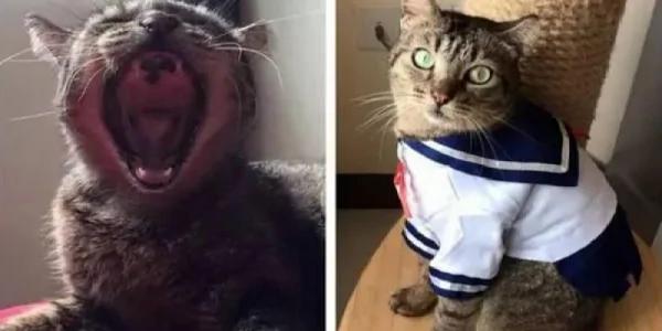 这只猫咪天天穿着衣服 大家都以为主人虐猫 而真实原因太伤心了!