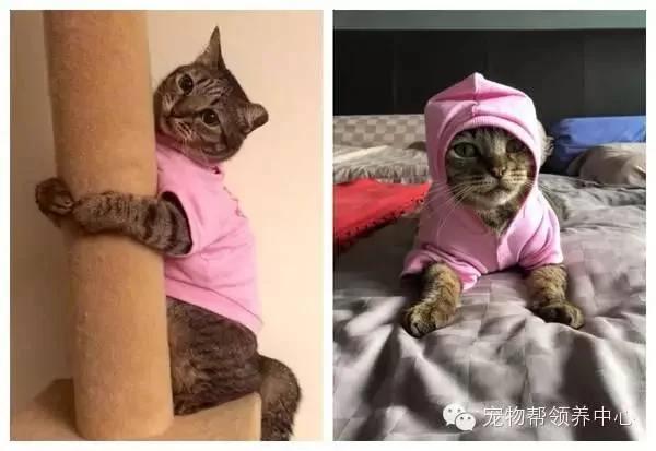 这只猫咪天天穿着衣服 大家都以为主人虐猫 而真实原因太伤心了!