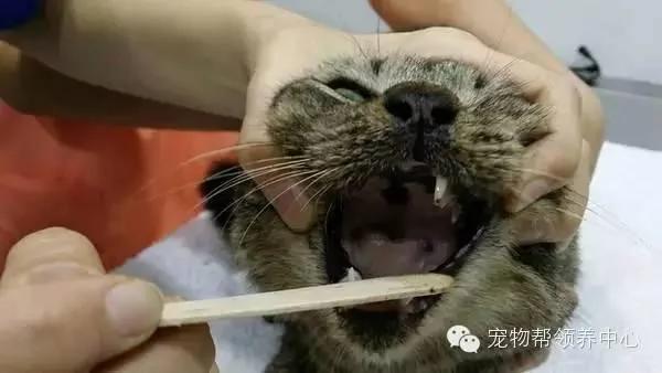 这只猫咪天天穿着衣服 大家都以为主人虐猫 而真实原因太伤心了!