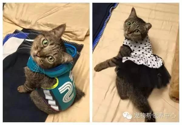 这只猫咪天天穿着衣服 大家都以为主人虐猫 而真实原因太伤心了!
