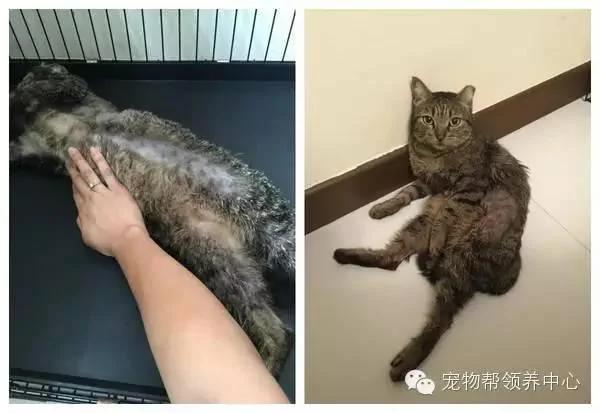 这只猫咪天天穿着衣服 大家都以为主人虐猫 而真实原因太伤心了!