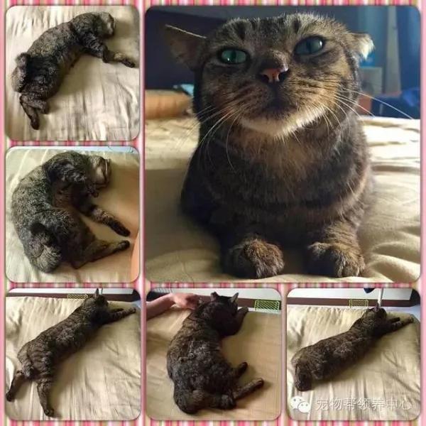 这只猫咪天天穿着衣服 大家都以为主人虐猫 而真实原因太伤心了!