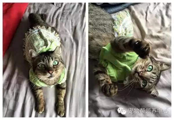 这只猫咪天天穿着衣服 大家都以为主人虐猫 而真实原因太伤心了!