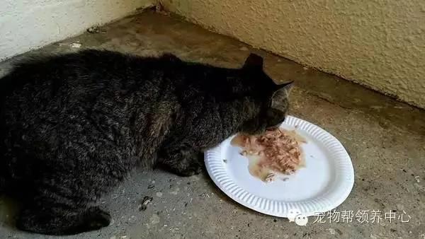 这只猫咪天天穿着衣服 大家都以为主人虐猫 而真实原因太伤心了!