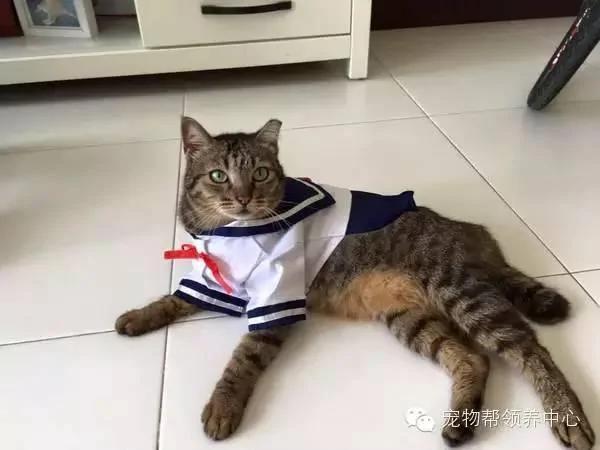 这只猫咪天天穿着衣服 大家都以为主人虐猫 而真实原因太伤心了!