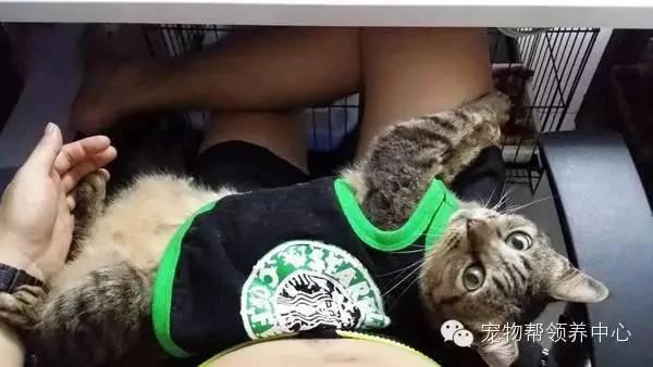 这只猫咪天天穿着衣服 大家都以为主人虐猫 而真实原因太伤心了!