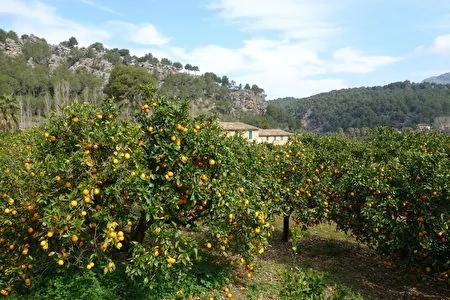 那里女人永不衰老——游地中海小岛马优卡