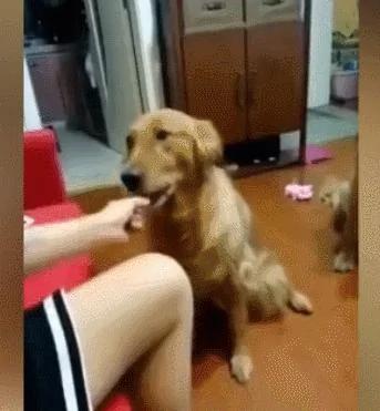 金毛准备自己遛自己 在电梯口遇到了主人 好尴尬!