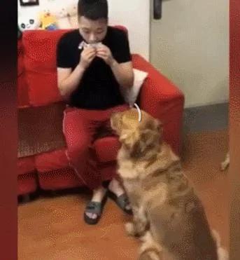 金毛准备自己遛自己 在电梯口遇到了主人 好尴尬!
