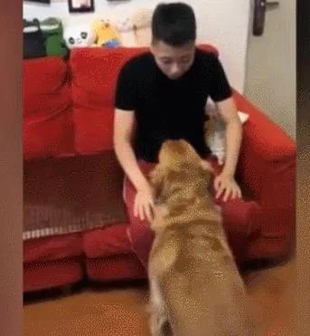金毛准备自己遛自己 在电梯口遇到了主人 好尴尬!