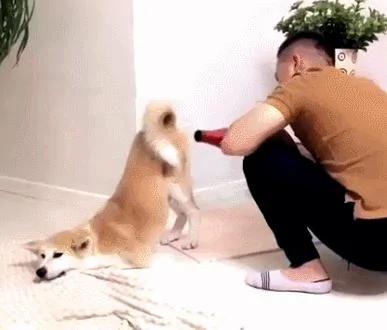 金毛准备自己遛自己 在电梯口遇到了主人 好尴尬!