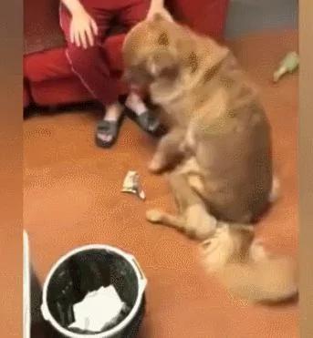 金毛准备自己遛自己 在电梯口遇到了主人 好尴尬!