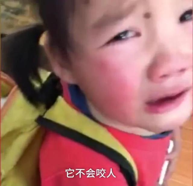 小孩书包里藏了一只小狗狗 老师知道原因后也哭了!