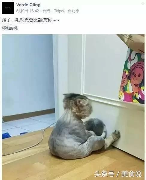 主人一直玩电脑不陪它玩 没想到喵喵最后火大的举动….真的让人笑到歪腰!