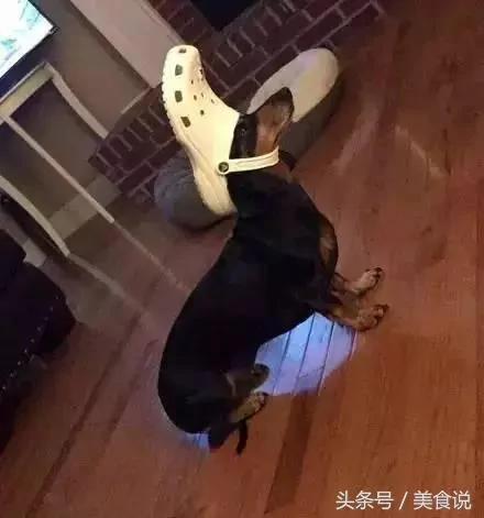 主人一直玩电脑不陪它玩 没想到喵喵最后火大的举动….真的让人笑到歪腰!
