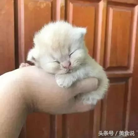 主人一直玩电脑不陪它玩 没想到喵喵最后火大的举动….真的让人笑到歪腰!