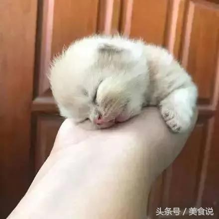 主人一直玩电脑不陪它玩 没想到喵喵最后火大的举动….真的让人笑到歪腰!