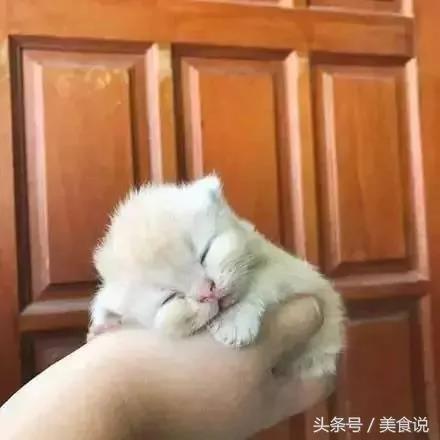 主人一直玩电脑不陪它玩 没想到喵喵最后火大的举动….真的让人笑到歪腰!