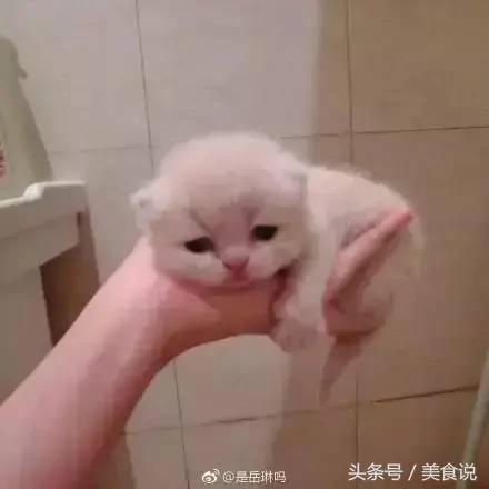 主人一直玩电脑不陪它玩 没想到喵喵最后火大的举动….真的让人笑到歪腰!