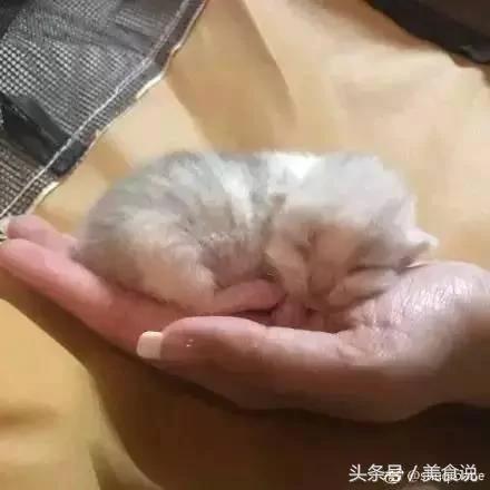 主人一直玩电脑不陪它玩 没想到喵喵最后火大的举动….真的让人笑到歪腰!