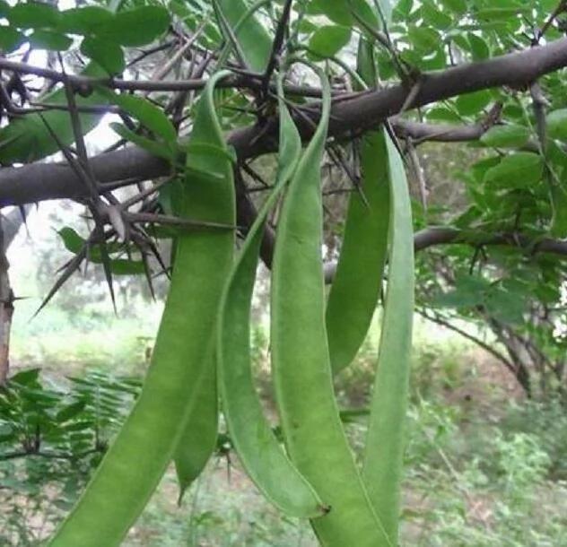 没有洗发水 古人是怎么洗头发的呢?