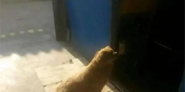 流浪狗在早餐摊前看人们吃饭 好心老板收留了它 吃饭人鼓掌!