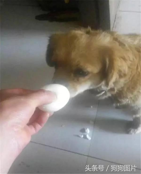 流浪狗在早餐摊前看人们吃饭 好心老板收留了它 吃饭人鼓掌!