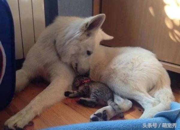 狗狗醒来发现多了只猫咪 狗狗的举动感动了主人!