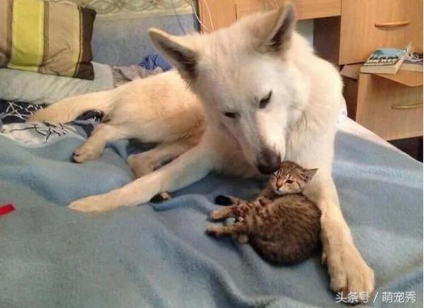 狗狗醒来发现多了只猫咪 狗狗的举动感动了主人!