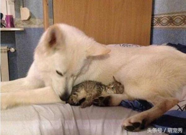 狗狗醒来发现多了只猫咪 狗狗的举动感动了主人!