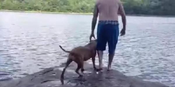 见主人落水 狗狗高音惨叫冲下水救主人 好感动!