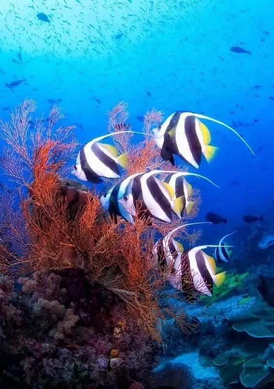 比巴厘岛美20倍 但这个秘境海岛仅1%人去过 每年只许30艘潜水船进入!