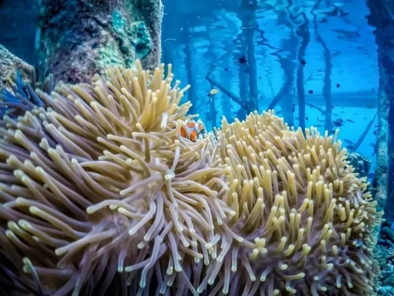 比巴厘岛美20倍 但这个秘境海岛仅1%人去过 每年只许30艘潜水船进入!