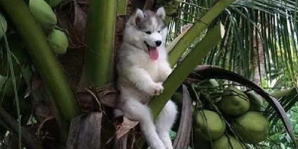 这只狗狗“上树”坐了一会 瞬间被网友们P成了网红!