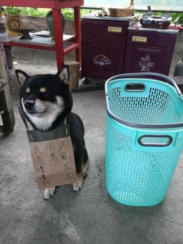 “柴柴”被主人罚坐反省 但看到“柴柴的表情” 网友:“再犯机率极高”!