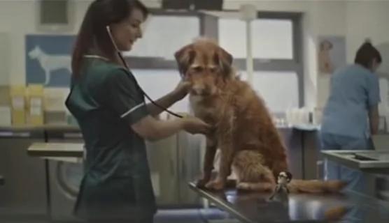 主人留给狗狗“一只玩偶” 多年后狗狗等到了失散的主人!