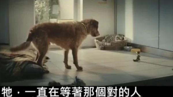 主人留给狗狗“一只玩偶” 多年后狗狗等到了失散的主人!