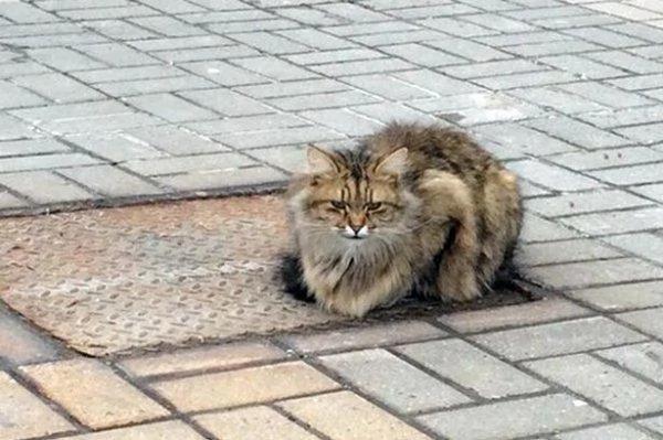 这只猫每天都坐在同一个地方 没想到它在等的竟是…