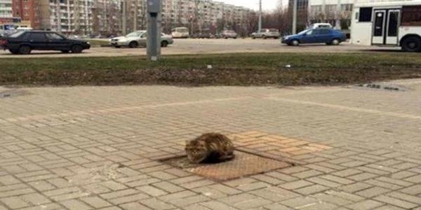 这只猫每天都坐在同一个地方 没想到它在等的竟是…