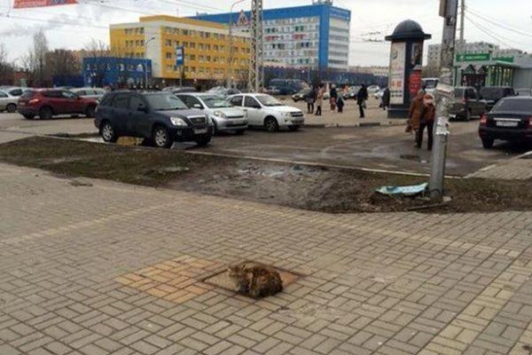 这只猫每天都坐在同一个地方 没想到它在等的竟是…