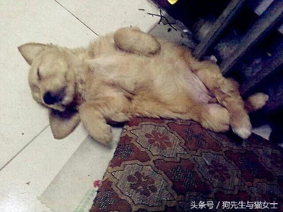 养了5年的金毛病倒 几经治疗却突然消失