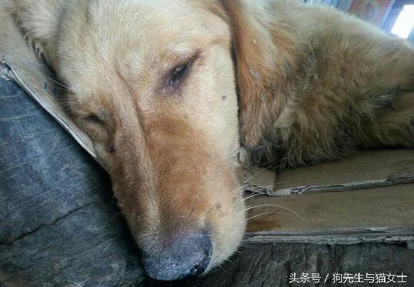 养了5年的金毛病倒 几经治疗却突然消失