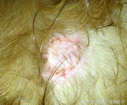 养了5年的金毛病倒 几经治疗却突然消失