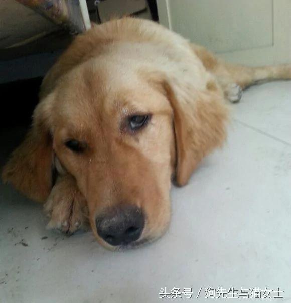 养了5年的金毛病倒 几经治疗却突然消失