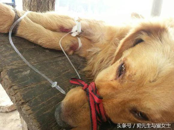 养了5年的金毛病倒 几经治疗却突然消失