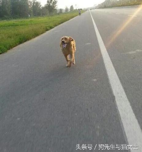 养了5年的金毛病倒 几经治疗却突然消失